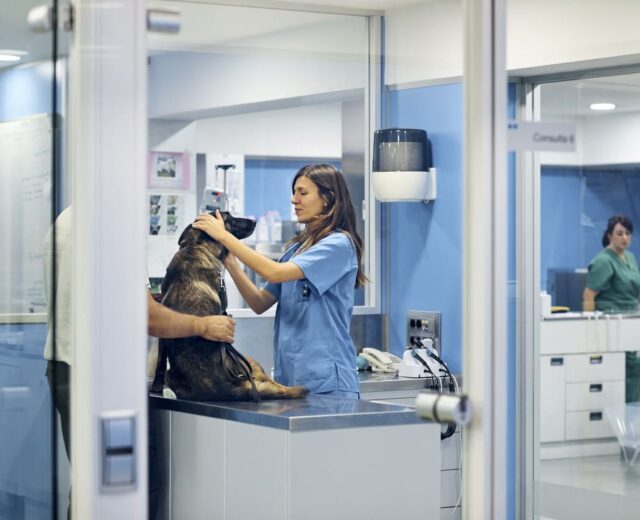 Plan Perro (5 animales)